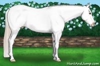 Horse Color:Palomino Dun Appaloosa Rabicano