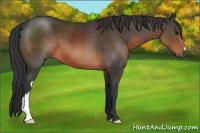 Horse Color:Brown 
