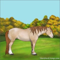 Horse Color:Buckskin Pearl Sabino 