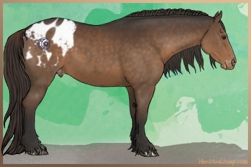 Horse Color:Liver Chestnut Appaloosa 