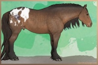 Horse Color:Liver Chestnut Appaloosa 