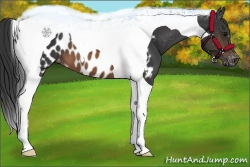 Horse Color:Brown Tobiano Near Leopard