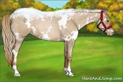 Horse Color:White Spotted Liver Red Roan Pearl