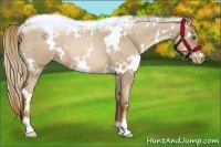 Horse Color:White Spotted Liver Red Roan Pearl