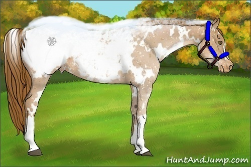 Horse Color:White Spotted Liver Chestnut Pearl Appaloosa