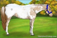 Horse Color:White Spotted Liver Chestnut Pearl Appaloosa 