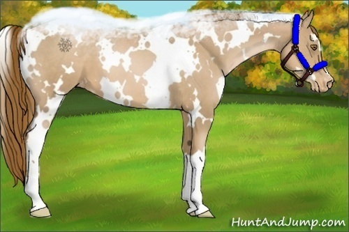 Horse Color:White Spotted Liver Chestnut Pearl Appaloosa