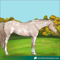Horse Color:White Spotted Liver Chestnut Pearl Varnish 