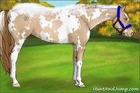 Horse Color:White Spotted Liver Chestnut Pearl Appaloosa 