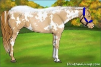 Horse Color:White Spotted Chestnut Pearl Varnish