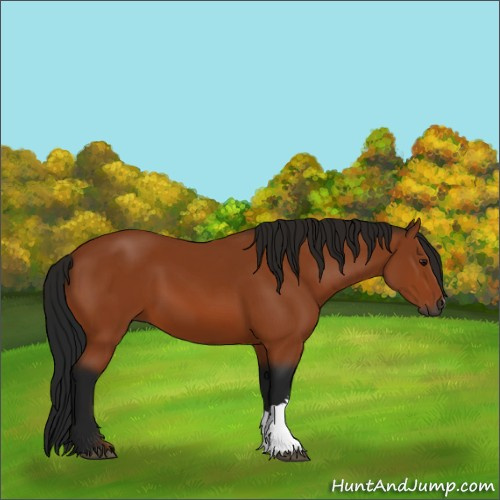 Horse Color:Gray Bay 