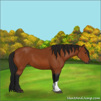 Horse Color:Gray Bay
