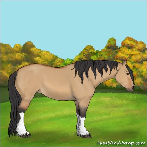 Horse Color:Bay Dun 
