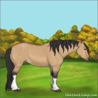 Horse Color:Bay Dun 