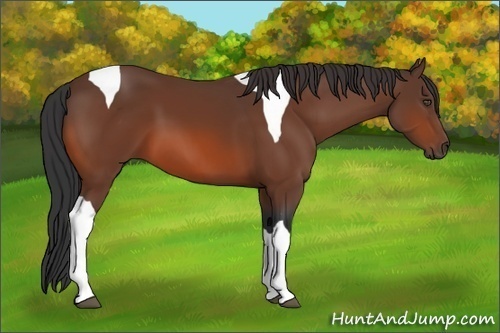 Horse Color:Bay Tobiano