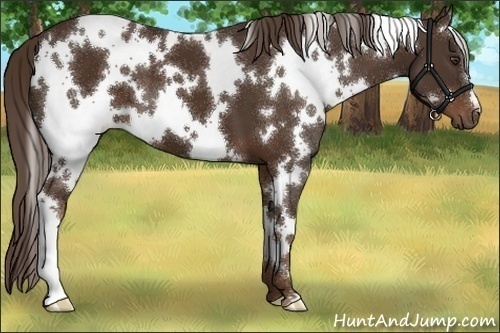 Horse Color:White Spotted Liver Chestnut 