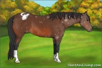Horse Color:Bay Appaloosa 