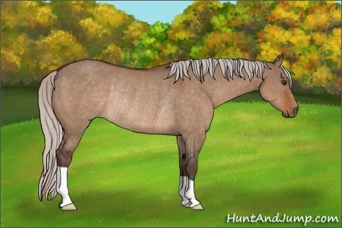 Horse Color:Silver Brown Dun Rabicano 