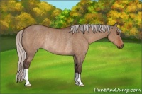 Horse Color:Silver Brown Dun Rabicano 
