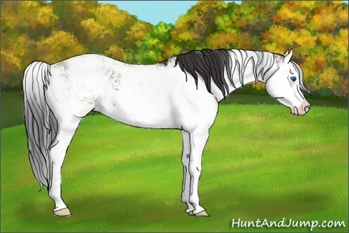 Horse Color:Brown Sabino Splash Appaloosa 