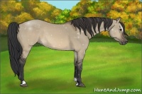 Horse Color:Brown Dun Sabino Rabicano 