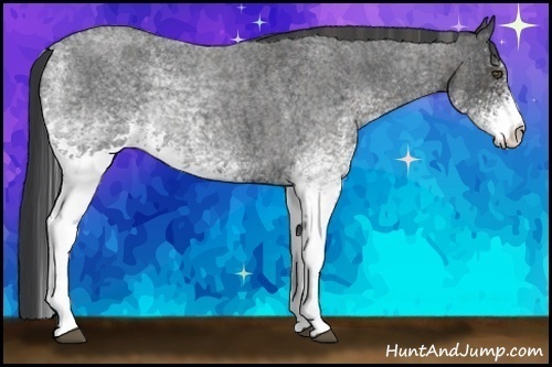 Horse Color:White Spotted Blue Roan Rabicano Brindle