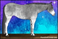 Horse Color:White Spotted Blue Roan Rabicano  Brindle