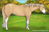 Horse Color:Gold Champagne Splash 