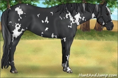Horse Color:White Spotted Black 