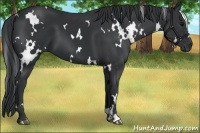 Horse Color:White Spotted Black 