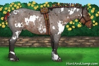 Horse Color:White Spotted Liver Red Roan Rabicano