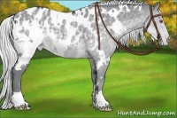 Horse Color:White Spotted Silver Grullo Chinchilla Appaloosa 