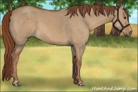 Horse Color:Red Dun