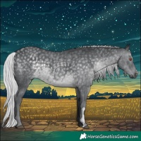 Horse Color:Silver Black Chinchilla 