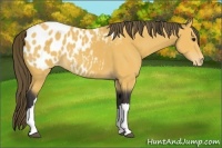 Horse Color:Buckskin Appaloosa 