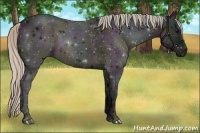 Horse Color:Midnight Silver Black Ice