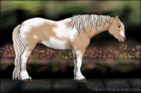 Horse Color:Silver Bay Dun Sabino Tobiano Frame Rabicano 