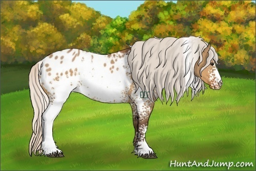 Horse Color:White Spotted Silver Brown Dun Appaloosa 