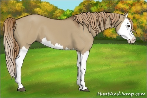 Horse Color:Liver Red Dun Splash 