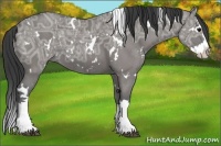 Horse Color:White Spotted Grullo Ice Splash