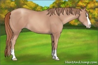 Horse Color:Gold Champagne Splash 