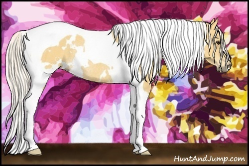 Horse Color:White Spotted Palomino Tobiano Rabicano