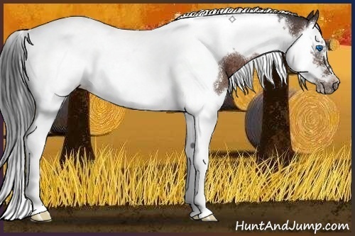 Horse Color:Brown Splash Tobiano Frame Rabicano 