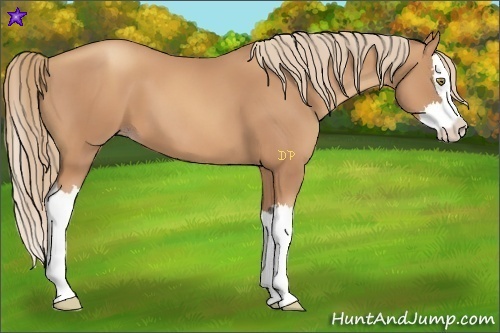 Horse Color:Gold Champagne Splash 