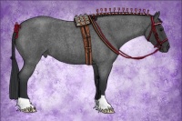 Horse Color:Blue Roan 