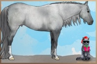 Horse Color:Blue Roan 
