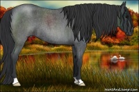 Horse Color:Blue Roan