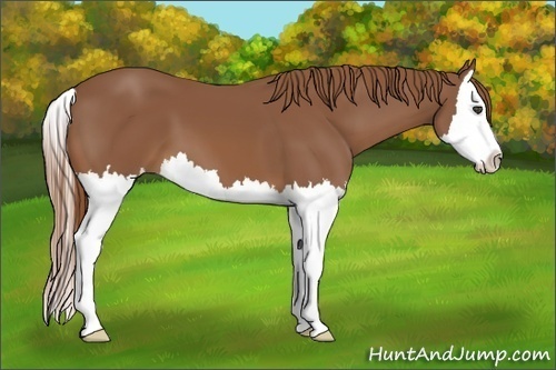 Horse Color:Chestnut Splash 