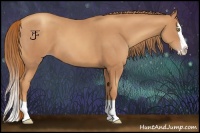 Horse Color:Gold Champagne Splash 