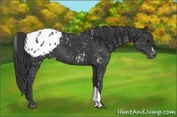 Horse Color:Black Appaloosa 